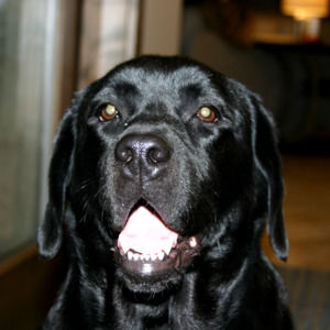 Meet your Posher, Avery